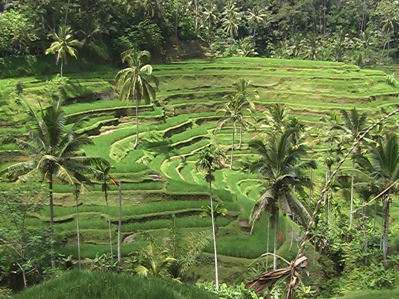 Rice-Fields-Bali