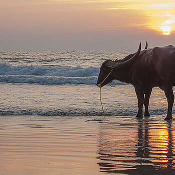 cow-on-the-beach-goa-india-steve-burling
